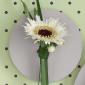 Gerbera boutonniere