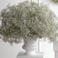 Baby's breath urn arrangement