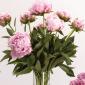 Pink peony vase arrangement