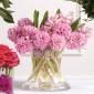 Pink hyacinth vase arrangement