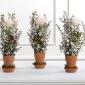 Potted rose arrangement