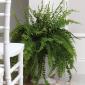 Boston fern urn