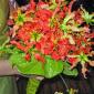 Gloriosa lily bouquet