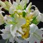 Oriental lily bouquet