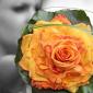 Orange composite rose bridesmaid bouquet