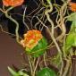 Vegetative sculpture spheres