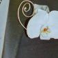 White phalenopsis orchid pocket square