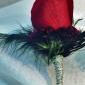 Red rose and feather boutonniere